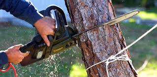 Reliable Chowchilla, CA Tree Services Solutions