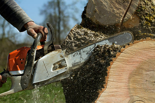 How Our Tree Care Process Works  in Chowchilla, CA