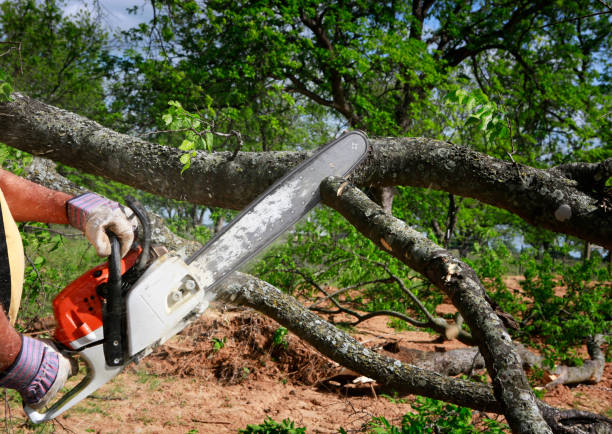 Leaf Removal in Chowchilla, CA